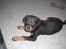 Rottweiler Tayson (aflivet d 1/7-09)