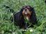 Cavalier king charles spaniel Bolette