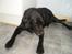 Labrador retriever Jaques *død* - Jaques ligger lige og vasker sig(: