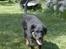 Rottweiler Berta - Ja her er så berta