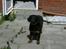 Rottweiler Berta