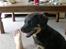 Rottweiler Berta - Mon den smager godt