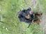 Rottweiler Berta