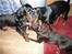 Gordon setter Storaaens Chief "Pelle" - ih hvor vi leger
