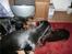 Gordon setter Storaaens Chief "Pelle" - time out