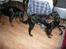 Gordon setter Storaaens Chief "Pelle" - der var Rikke bare hun ikke bider mig i rumpen