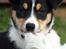 Border collie Tess - Tess 10 uger