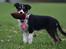 Border collie Tess
