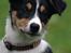 Border collie Tess