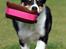 Border collie Tess