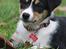Border collie Tess