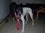 Pointer Victor
