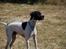 Pointer Victor