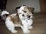 Shih tzu Diego