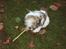 Shih tzu Diego
