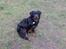 Rottweiler Berta