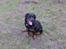 Rottweiler Berta - jeg gidder ikke mere
