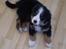 Berner sennenhund Morgan - Morgan 7mdr