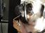 Mops Malibu
