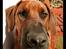 Rhodesian ridgeback - (Bhara-Bhara@Wolle Kirk) Sjumba - Cool Hounddog