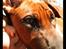 Rhodesian ridgeback - (Bhara-Bhara@Wolle Kirk) Sjumba - Kom mor og lad os kramme her i solen!!!