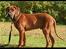 Rhodesian ridgeback - (Bhara-Bhara@Wolle Kirk) Sjumba - Er jeg bare ikke lækker i profil!!?