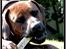 Rhodesian ridgeback - (Bhara-Bhara@Wolle Kirk) Sjumba - Det smager bare SÅÅÅÅ godt