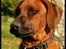 Rhodesian ridgeback - (Bhara-Bhara@Wolle Kirk) Sjumba - Så lækker man bliver af at sidde ude i solen