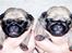 Mops Ibeth Pug Dominic Purcell - Dolly tv, Purcy th