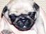 Mops Ibeth Pug Dominic Purcell - 10 dage gammel og han har nu fået øjne!!