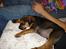 Blanding af racer Luca - Han sover en del..