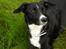 Border collie Trille