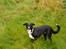 Border collie Trille