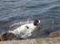 Engelsk springer spaniel Plet (Sandra)