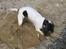 Engelsk springer spaniel Plet (Sandra)