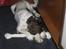 Engelsk springer spaniel Plet (Sandra)