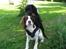 Engelsk springer spaniel Dina