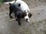 Engelsk springer spaniel Dina