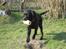 Engelsk springer spaniel Dina