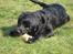 Engelsk springer spaniel Dina