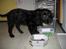 Engelsk springer spaniel Dina