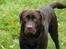Labrador retriever Tjeko