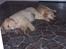 Golden retriever Lady Molly ll - De to veninder gået kolde i køkkenet.... Bertha og Panter på besøg 18.okt. 2008