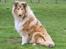 Collie langhåret Nitopets Impressive Inca