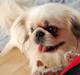 Pekingeser Buster