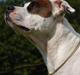 Amerikansk staffordshire terrier Lilo