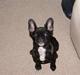 Fransk bulldog Chili