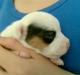 Jack russell terrier Joker