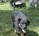 Rottweiler Berta