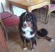 Berner sennenhund Astor